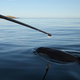 Marine wildlife experts extract a breath sample from J50, or Scarlet, an ailing orca. A similar device was used to administer a dart containing antibiotics.